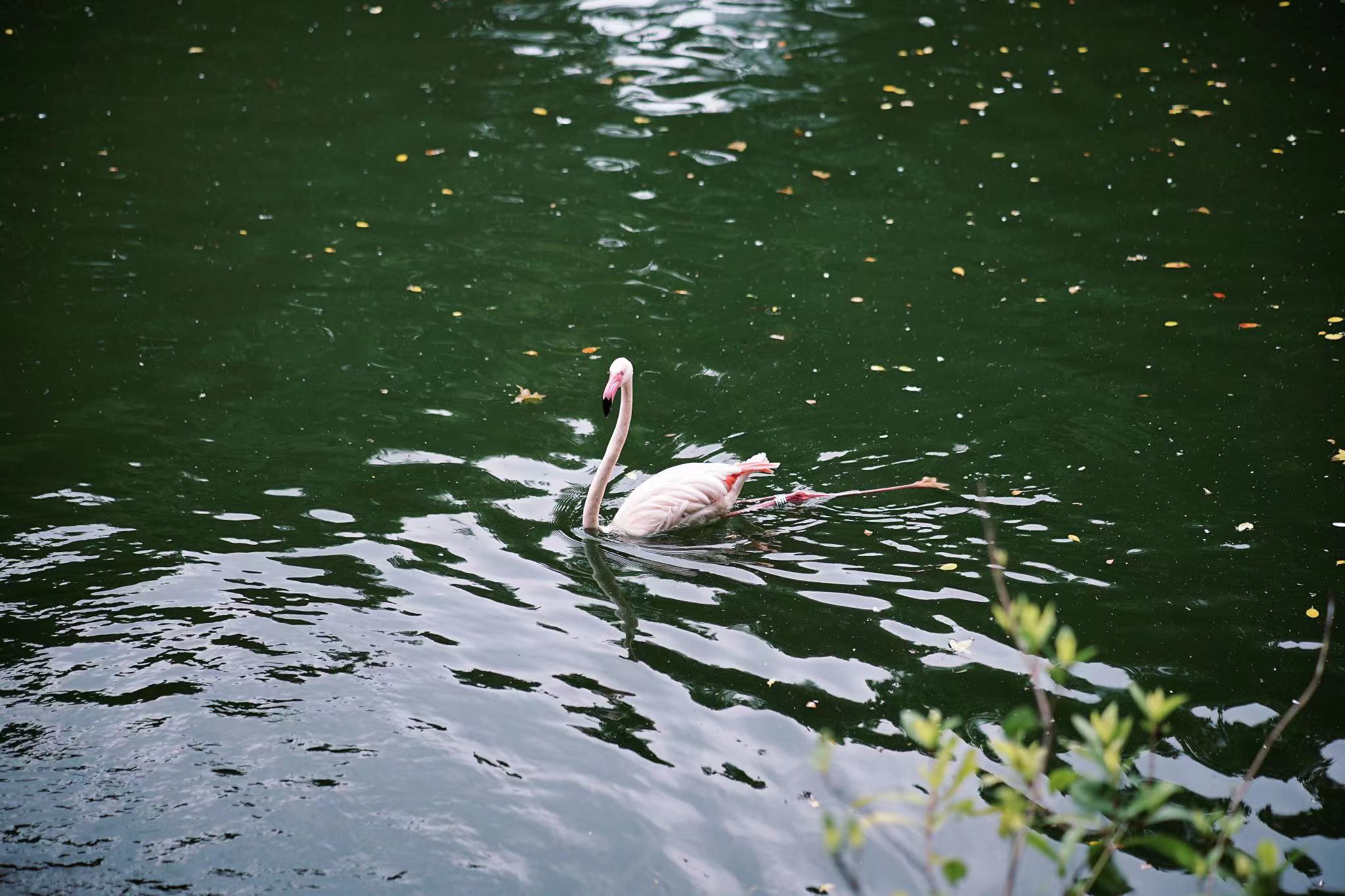 Kowloon Park, Hong Kong