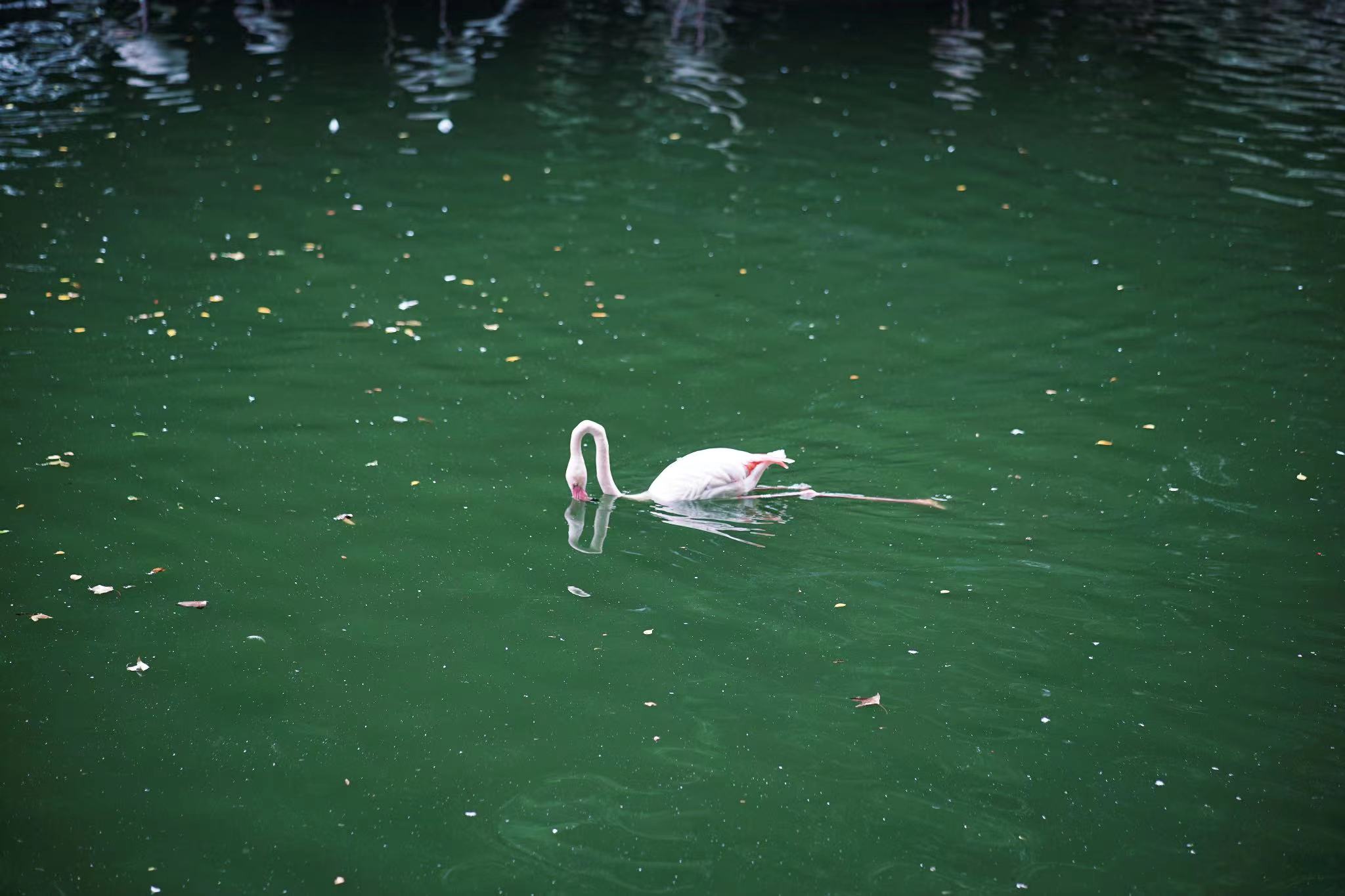 flamingos in the lake