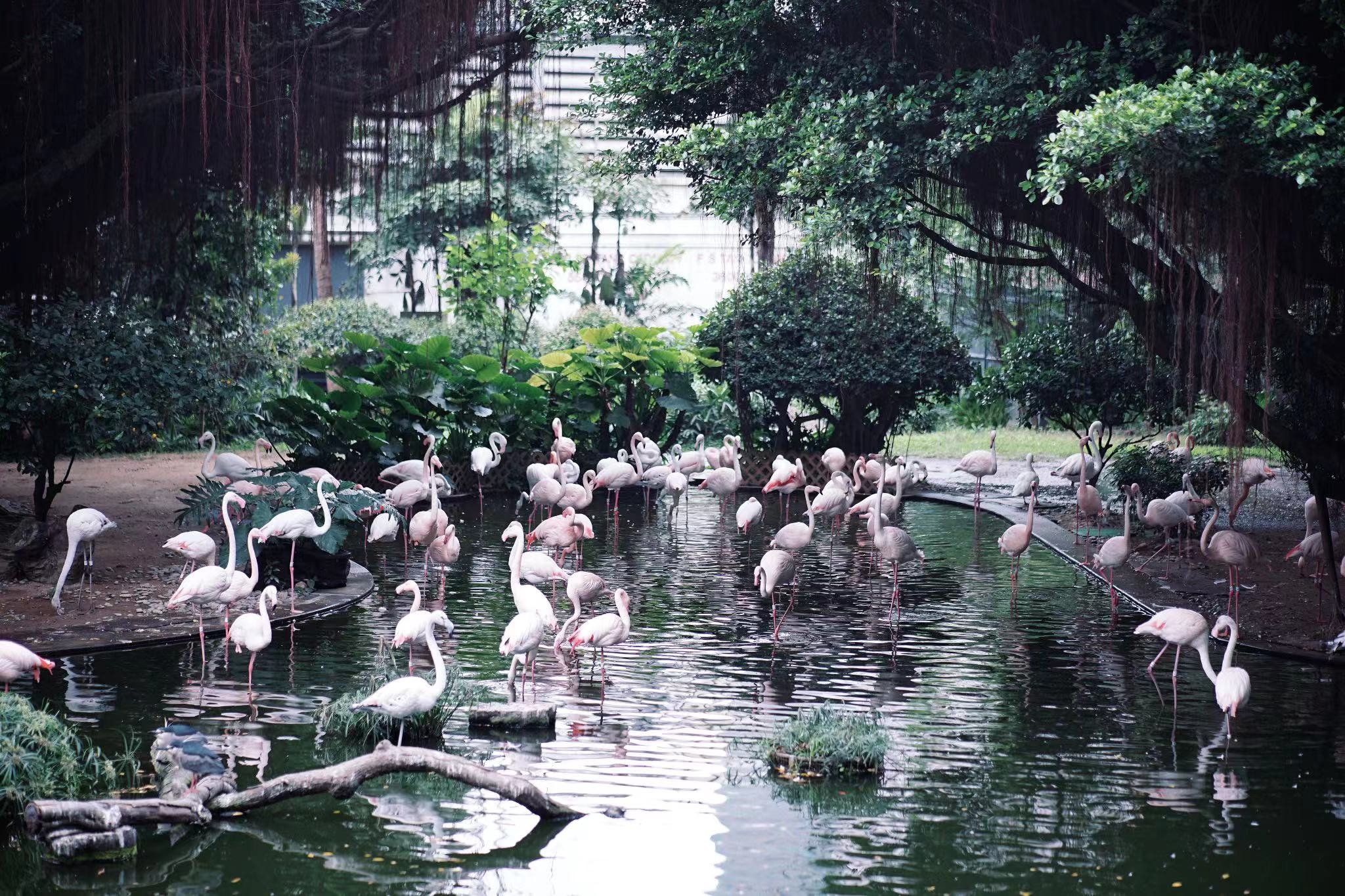 group of flamingos